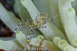 I took the photo in Cozumel (Mexico). by Wilfred Hdez 